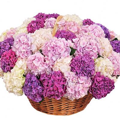 Bouquet of  hydrangeas Bouquet of  hydrangeas