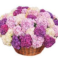 Bouquet of  hydrangeas