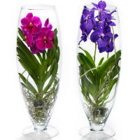 Орхидея ванда в стекле
