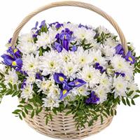 Basket of white chrysanthemum and purple irises