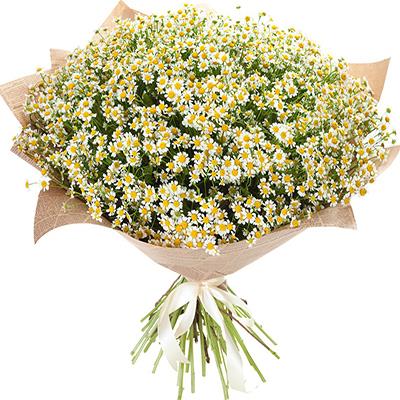 Bouquet of chamomiles Bouquet of chamomiles