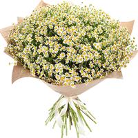 Bouquet of chamomiles Bouquet of chamomiles