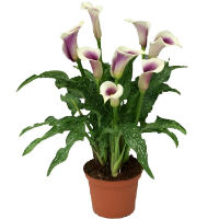 Зантедеския (каллы)