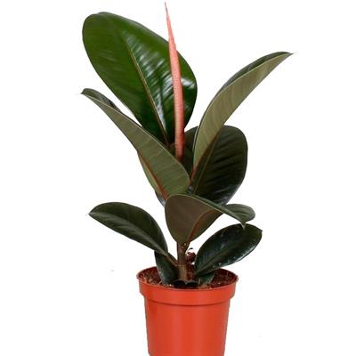 Ficus Robusta Ficus Robusta