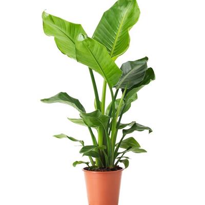 Strelitzia Nicolai Strelitzia Nicolai