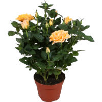 Decorative rose in a pot