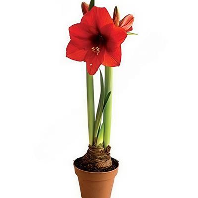 Амариліс  Амариліс