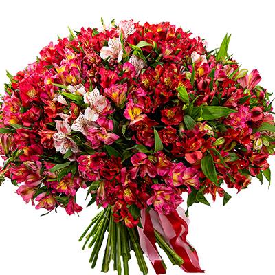 Gorgeous bouquet of 101 alstroemeria Gorgeous bouquet of 101 alstroemeria