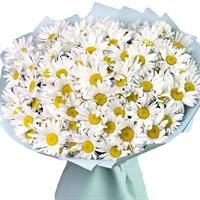 Ромашки Ромашки