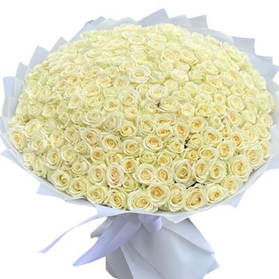 201 white roses 201 white roses