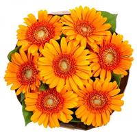 Bouquet of 7 multicolored gerberas, Milk chocolate Roshen as a gift. Bouquet of 7 multicolored gerberas, Milk chocolate Roshen as a gift.