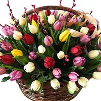 75 multi-colored tulips in a basket