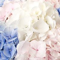 7 hydrangeas