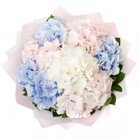 7 hydrangeas