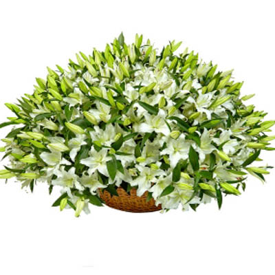 51 белая лилия в корзине 51 белая лилия в корзине