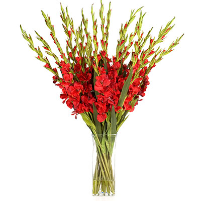 15 red gladioluses 15 red gladioluses
