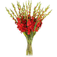 15 red gladioluses 15 red gladioluses