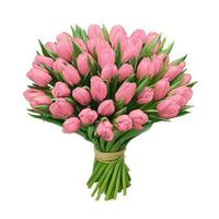 49 pink tulips